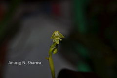 Polystachya flavescens